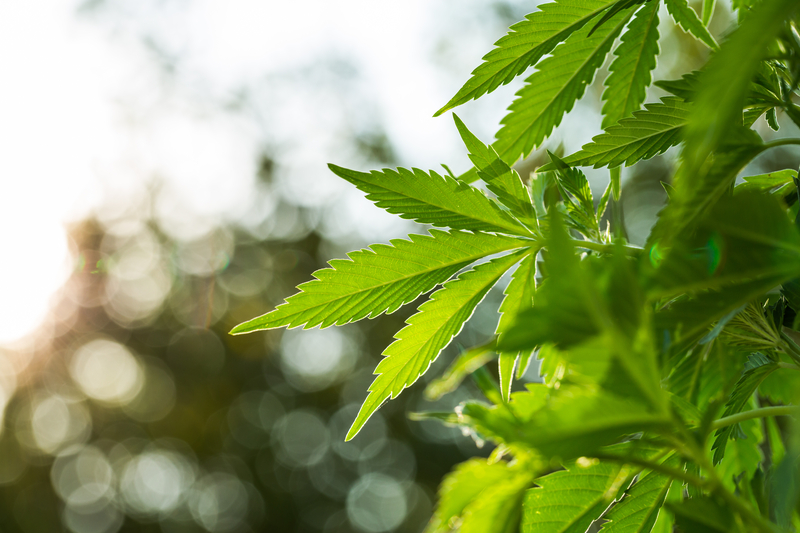 Retailer Insights Report Shows Canna Cabana Widening Its Lead Among Canadian Cannabis Retailers