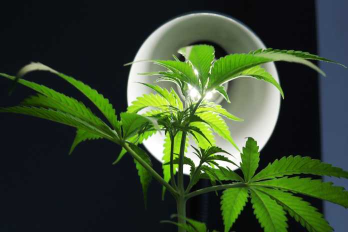 Trulieve Cannabis Corp. Added to S&amp;P Total Market and S&amp;P Completion Indices