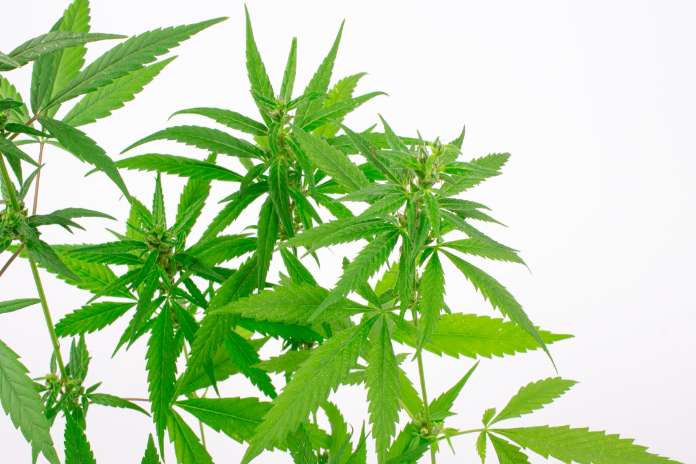 Curaleaf Opens New Fishtown Dispensary, Expanding Access for Philadelphia Patients
