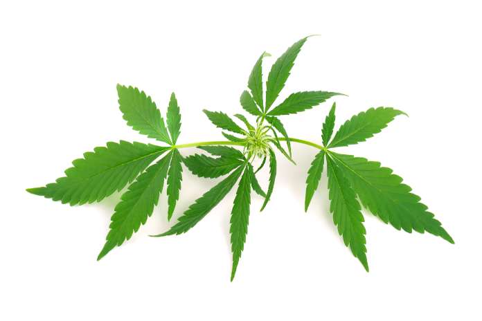 Curaleaf Retail Presence Expands in Florida with Port Richey Dispensary Opening